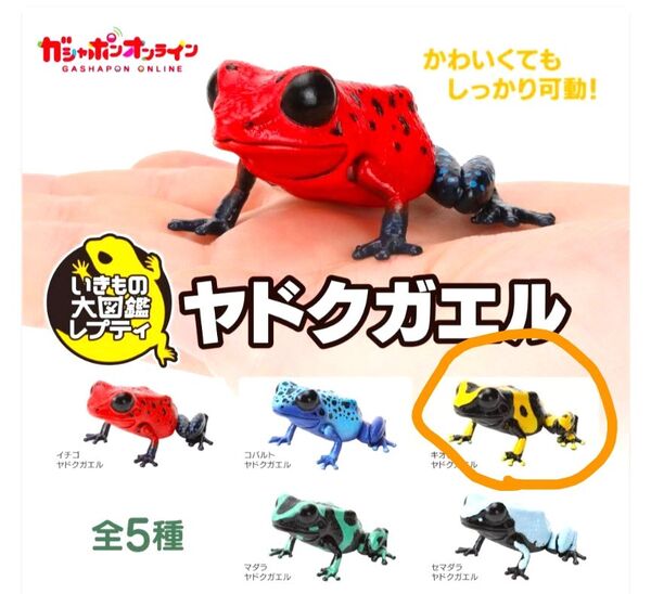 【単品】ヤドクガエル〜いきもの図鑑レプティ〜(キオビ★ヤドクガエル) 送料込み