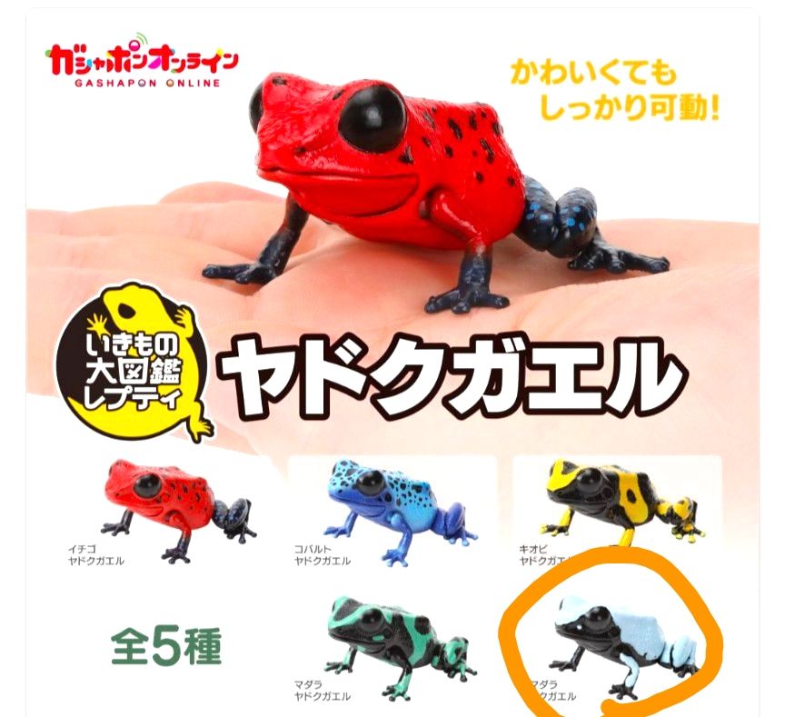 【単品】ヤドクガエル〜いきもの図鑑レプティ〜(セマダラ★ヤドクガエル)　　送料込み