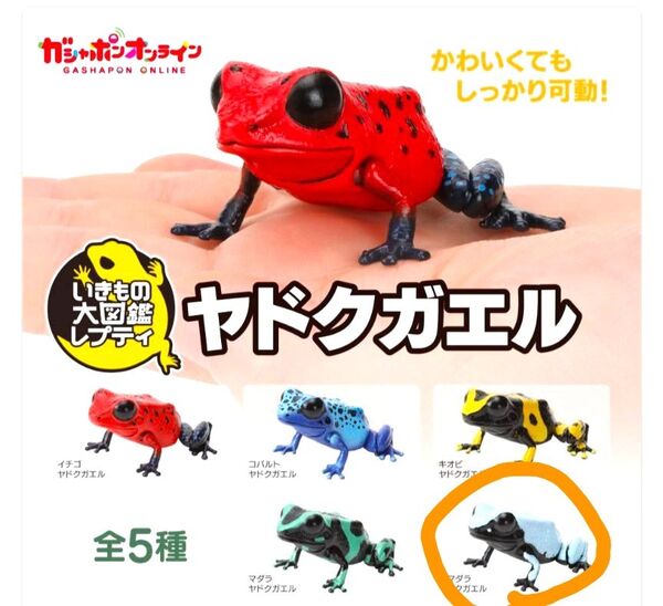 【単品】ヤドクガエル〜いきもの図鑑レプティ〜(セマダラ★ヤドクガエル) 送料込み