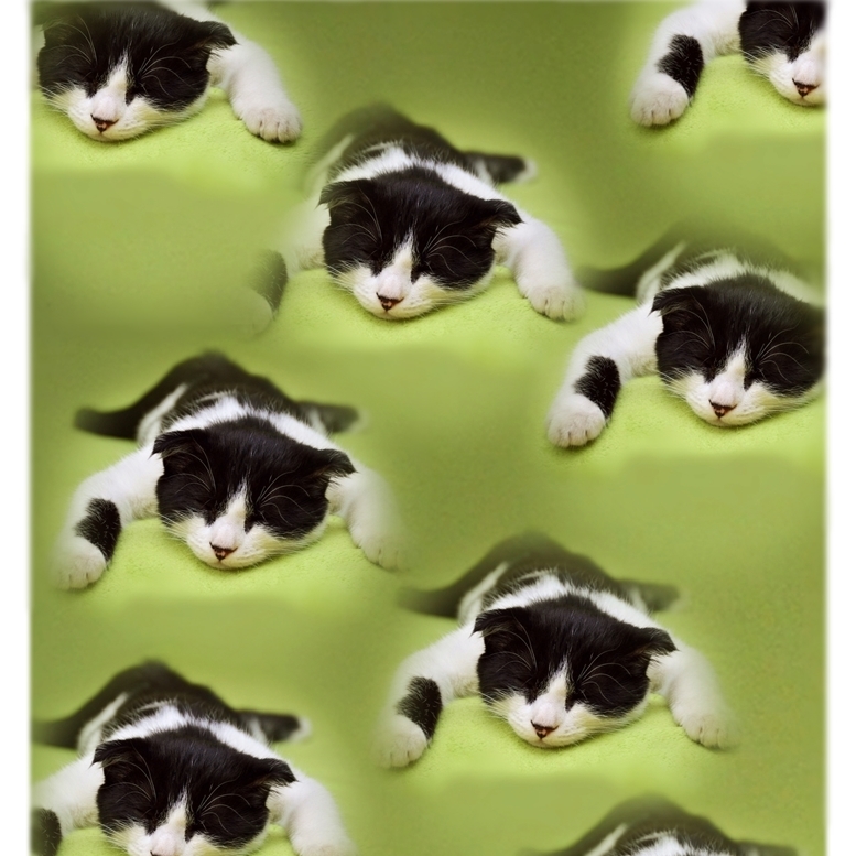 A4打印 Nyaon的恐惧 ch290 猫艺术 猫咪玩耍 戈罗尼安猫 模仿小猫 小猫 搞笑猫咪艺术, 艺术品, 绘画, 形象的