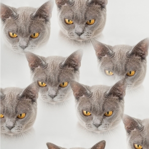 Art hand Auction ; A4 인쇄 냐온의 공포 cm292 아트 고양이 고양이 고양이 놀이 고로냐 고양이 고양이 고양이 모방 키티 키티 웃긴 고양이 아트, 삽화, 그림, 다른 사람