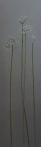 Art hand Auction Shigeki Murata, [Schnittlauchblüten], Aus einem seltenen gerahmten Kunstbuch, Ganz neu mit Rahmen, Guter Zustand, Porto inklusive, Malerei, Ölgemälde, Natur, Landschaftsmalerei