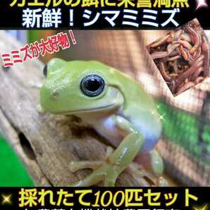 サラマンダーの餌に！良く食べます！栄養満点！新鮮！採れたて直送！シマミミズ100匹セット☆爬虫類の餌、亀の餌、観賞魚の餌、釣りの餌にの画像8