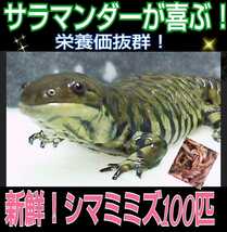 サラマンダーの餌に！良く食べます！栄養満点！新鮮！採れたて直送！シマミミズ100匹セット☆爬虫類の餌、亀の餌、観賞魚の餌、釣りの餌に_画像1