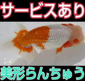  golgfish 2 -years old 11cm service goods equipped!!