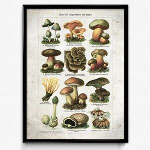Mushroom マッシュルーム キノコ ビンテージアートポスター 海外アートポスター インテリア レトロ モダンアート 図鑑 植物