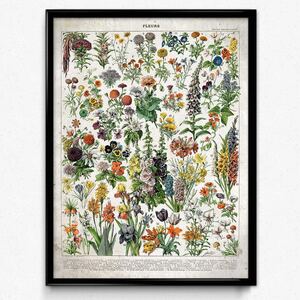 ヤフオク 植物図鑑イラスト アンティーク コレクション の中古品 新品 未使用品一覧 ヤフオク 植物図鑑イラスト アンティーク コレクション の中古品 新品 未使用品一覧