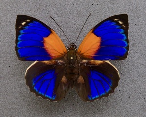 ■外国産蝶標本　 アグリアス ・ファルキドン・フルニエル A♂　 ブラジル 産 　野外採集品 鮮度良好完品　　 (NK-007)