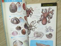 昭和48年■魚貝の図鑑 小三カラー図鑑シリーズ　監修：東大名誉教授末広恭雄　小学3年生付録_画像4