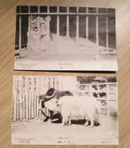 戦前絵葉書　上野動物園　ライオン　ヤク　写真　明治期　未使用　2通セット　志村写真版印刷所製_画像1