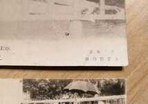 戦前絵葉書　上野動物園　ライオン　ヤク　写真　明治期　未使用　2通セット　志村写真版印刷所製_画像4