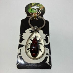 【新品】定価2500円 ＲＥＡＬBUG リアルバグキーホルダー 虫 昆虫 本物 キーホルダー ゾウムシ d