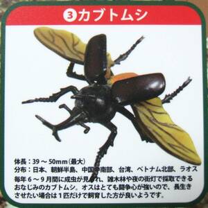 【BEAM】ビーム　リアル造形 甲虫対戦 -飛翔編- 3.カブトムシ