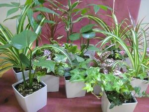 観葉植物(色々ミックス)鉢植え5鉢セット