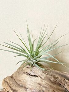 【Frontier Plants】チランジア・エスピノーサ・ジャイアントフォーム　T. espinosae Giant Form ブロメリア　エアプランツ