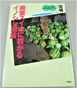 !即決!「廃棄スイカに群がるイノシシ家族」