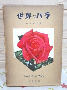 j1/. color photograph . see world. rose Suzuki . three height . paper . rose 