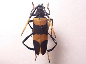 ●●Pachyteria sp.1ex.●●外国産 外国 外国産甲虫 昆虫 甲虫 虫 パキテリア カミキリ カミキリムシ 標本