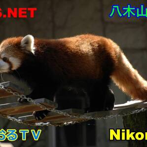 JSTARS.NET★八木山動物公園動物写真集!かわいい動物!D2XS とおるTV写真集