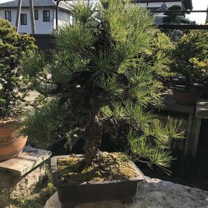  bonsai *. pine * pick up only 