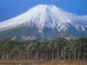  Mt Fuji photograph poster forest .