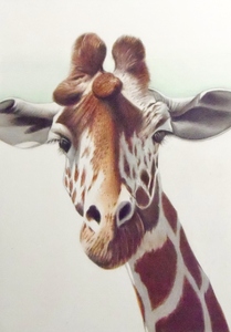 0 color pencil .* home delivery 80 size * animal picture giraffe ... rin picture (243×328) illustration 