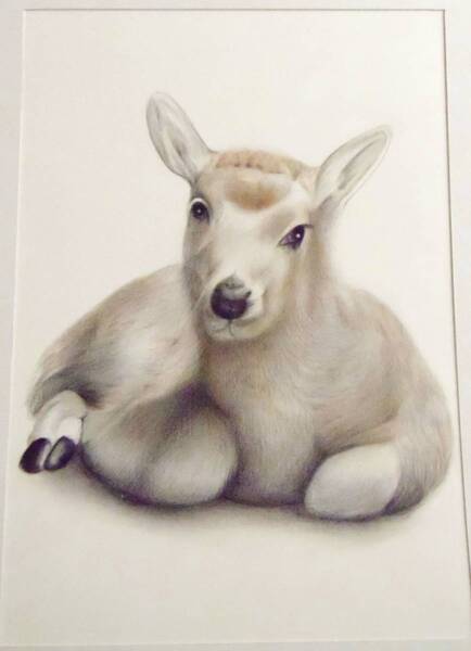 〇色鉛筆画 A4サイズ 宅配80サイズ 動物 絵画 イラスト
