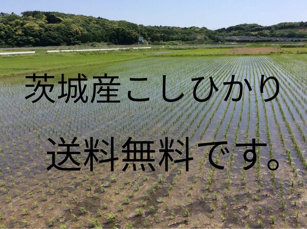 茨城産こしひかり5kg 全国送料無料です。