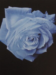 塩崎敬子、【浮遊する青い薔薇】、希少な額装用画集より、新品額装付、状態良好、送料込み