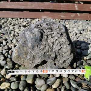 荒川産自然石2.5キロ　庭石鑑賞石盆石水石灯籠庭坪庭盆栽ガーデニング置物オブジェインテリア砂利水槽アクアリウム