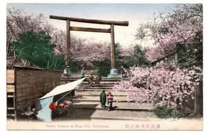 ★　手彩色　横浜　野毛山の桜　鳥居