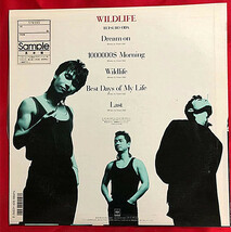 《貴重見本盤》織田哲郎★ワイルドライフ★TETSURO ODA PRESENTS WILDLIFE★ライナー付き★LPレコード★美盤（C2）_画像2