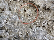 久米島　熱帯魚の家　貝の化石_画像5