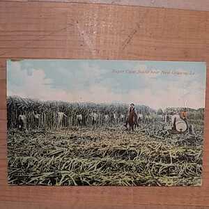 古絵葉書 Sugar Cane Scene near New Orleans サトウキビ 収穫 古写真 手彩色 アンティーク ポストカード