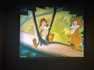 35 millimeter [ squirrel. call tar . moving ](1950 year ) film Disney short compilation movie total natural color 