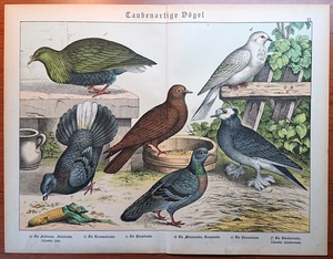 1886年 ドイツ Schubert 動物図鑑 多色石版画 大判 ハト科 カワラバト クジャクバト ミノバトなど6種 博物画