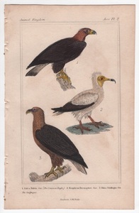1837年 Cuvier Animal Kingdom 手彩色 鋼版画 タカ科 イヌワシ エジプトハゲワシ オジロワシ 博物画