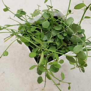 観葉植物★ハートジュエリー★抜き苗