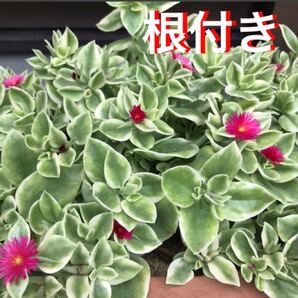88☆増える☆根付き☆斑入り☆ベビーサンローズ☆初心者向き☆