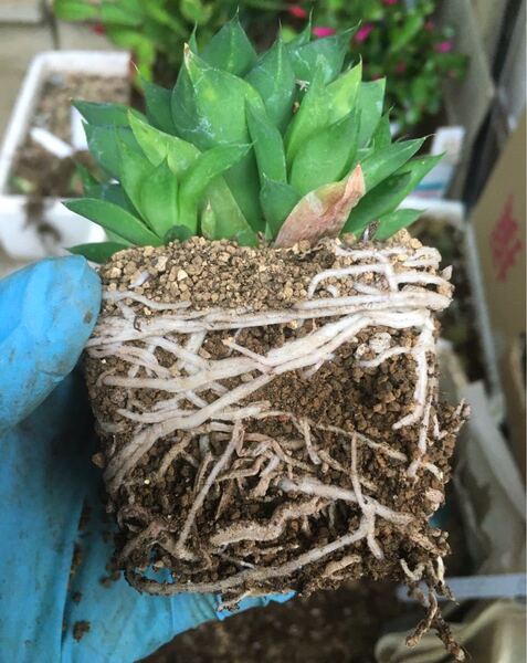 【激安】多肉植物の土 0.5L 鉢底土付き ブレンド ハオルチア 観葉植物