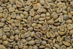 【１０㎏】コーヒー生豆 エルサルバドル ビクトリア農園 生豆 プレミアム 自家焙煎 こだわりコーヒー カフェ 送料無料