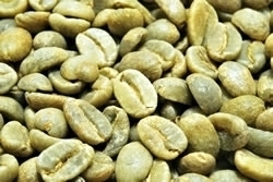 【１０㎏】コーヒー生豆 コロンビア クレオパトラ ＳＰ プレミアム 送料無料