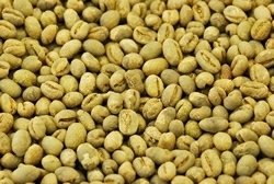 【１０㎏】コーヒー生豆 ブラジル ショコラピーベリー 送料無料
