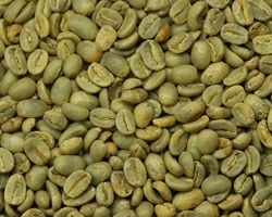 【１０㎏】コーヒー生豆 東ティモール　サントモンテ ＪＡＳ プレミアムコーヒー 自家焙煎 カフェ 送料無料