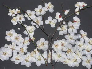 pressed flower material 3801 white plum 
