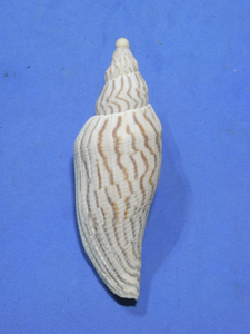 貝の標本 Fulgoraria rupestris thachi 98.2mm.Taiwan 
