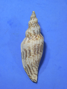 貝の標本 Fulgoraria hamillei 126mm. 台湾
