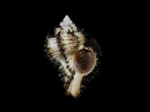 貝の標本Hexaplex stainforthi 48.8mm.w/o.Australia_画像2