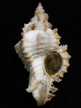 貝の標本 Chicoreus dilectus 66mm.w/o.FL._画像2