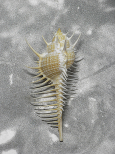 貝の標本 Murex pecten 74.2mm